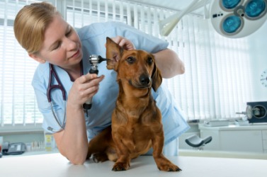 A veterinarian examines a little dog. A veterinarian examines a little dog.