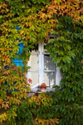 A window nearly hidden by American ivy also called Virginia creeper. A window nearly hidden by American ivy also called Virginia creeper.