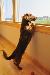 A dog will wag his tail when happy. A dog will wag his tail when happy.