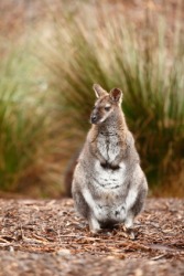 A cute wallaby. A cute wallaby.
