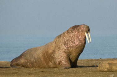 A big walrus. A big walrus.