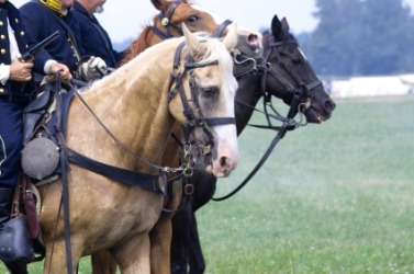 A pair of war horses during a Civil War reenactment. A pair of war horses during a Civil War reenactment.