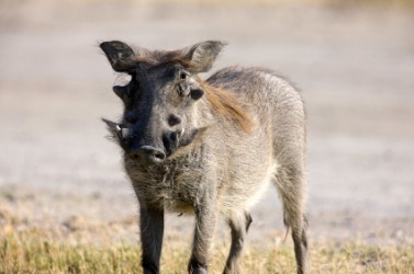 A young wart hog. A young wart hog.