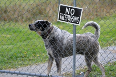 A watchdog on duty. A watchdog on duty.