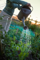 A woman uses a watering can to water her garden. A woman uses a watering can to water her garden.