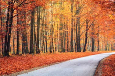 A beautiful way through the forest. A beautiful way through the forest.