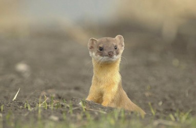 A cute little weasel. A cute little weasel.