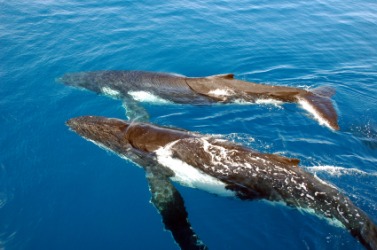 A pair of humpback whales. A pair of humpback whales.