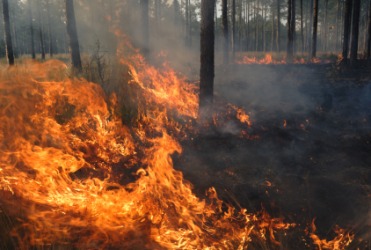 A wildfire in a forest. A wildfire in a forest.