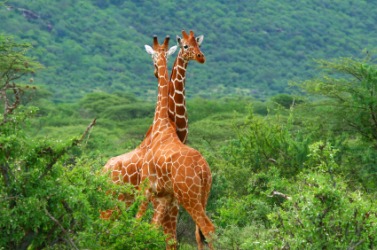 These giraffe are part of this areas wildlife. These giraffe are part of this areas wildlife.