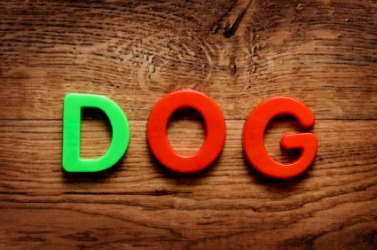 Plastic letters spell the word dog. Plastic letters spell the word dog.