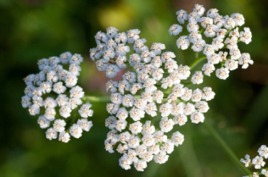 Clusters of white yarrow flowers. Clusters of white yarrow flowers.