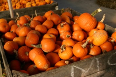 A large yield of pumpkins. A large yield of pumpkins.
