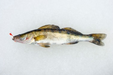 A freshly caught zander. A freshly caught zander.