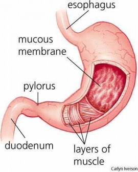 stomach