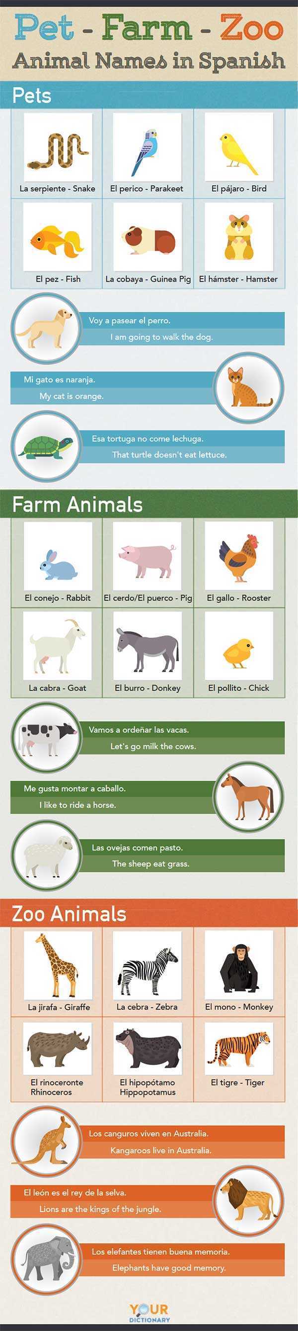 Animal Names In Spanish