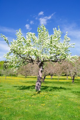 abloom
