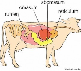 abomasum