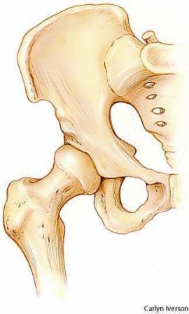 acetabulum