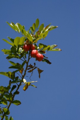 ackee