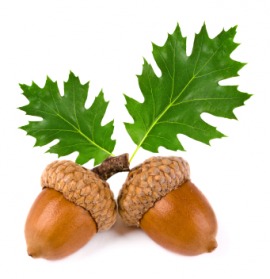 acorn