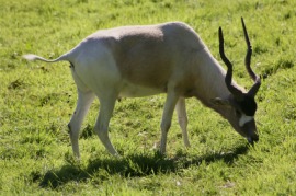 addax