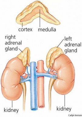 adrenal gland