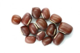 adzuki bean