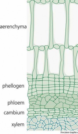 aerenchyma
