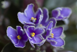 African violet