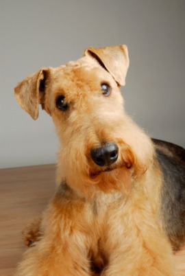 Airedale