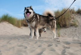 Alaskan malamute