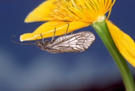 alderfly