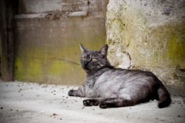 alley cat