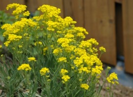 alyssum