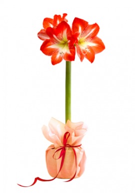 amaryllis