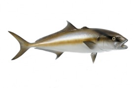 amberjack