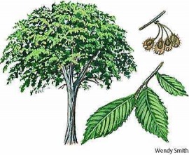 American elm