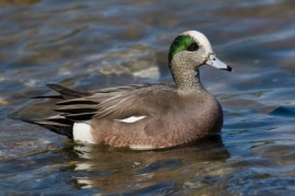 American wigeon