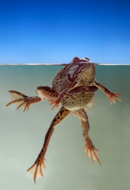 amplexus