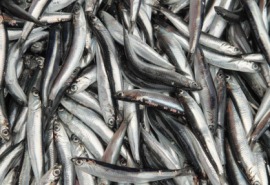 anchovy