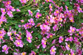 anemone