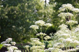 angelica