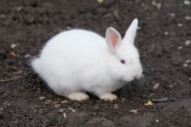 Angora