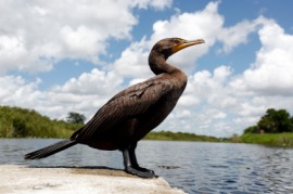 anhinga