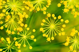anise