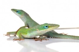 anole