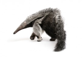 anteater