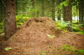 anthill