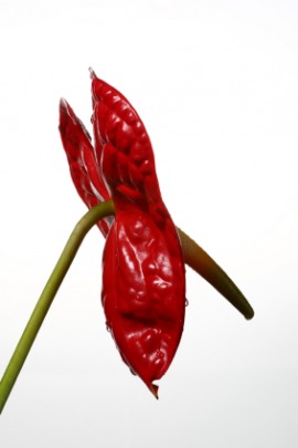 anthurium